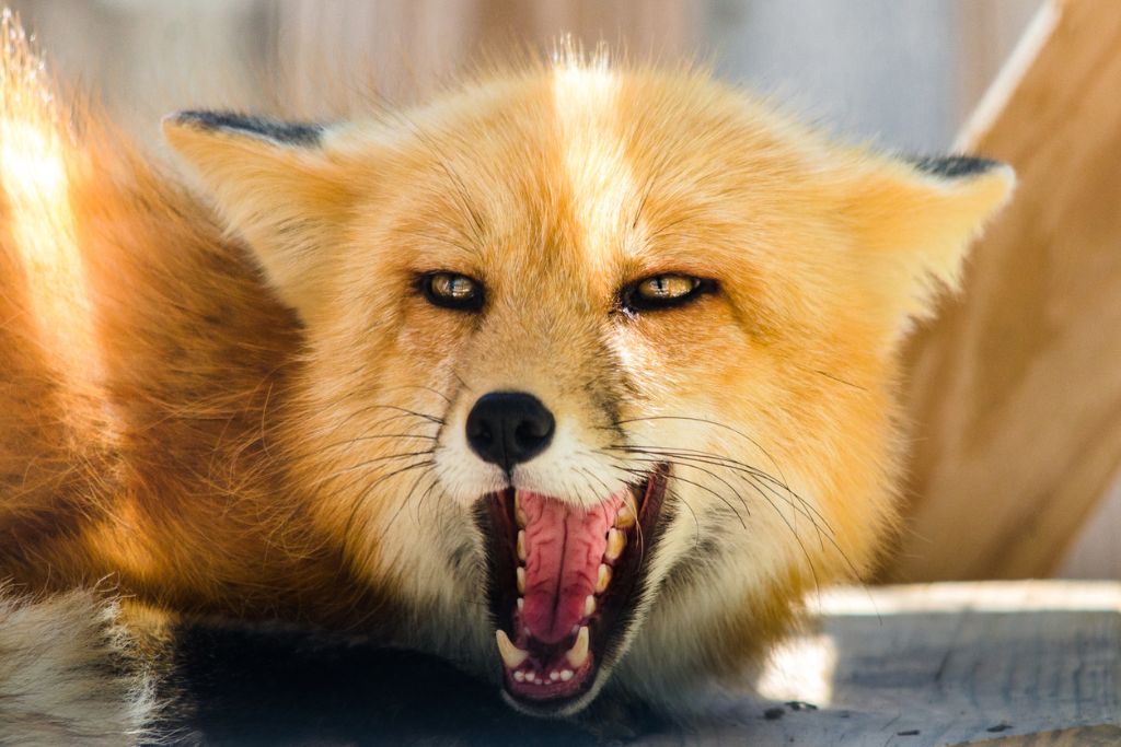 fox screaming