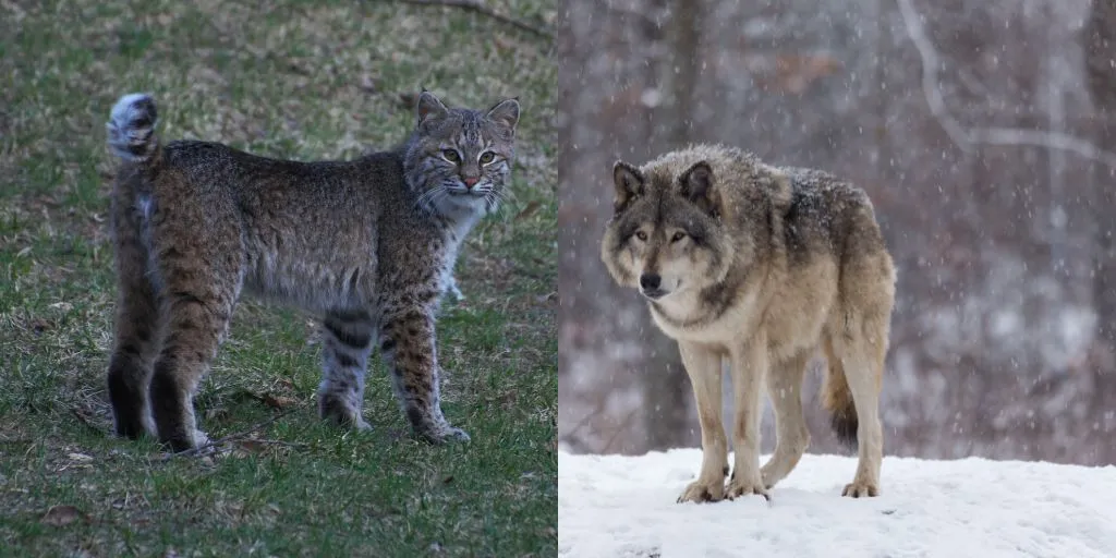 bobcat and wolf