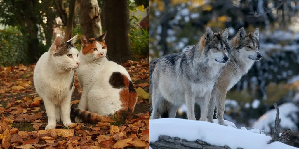 cats and wolves