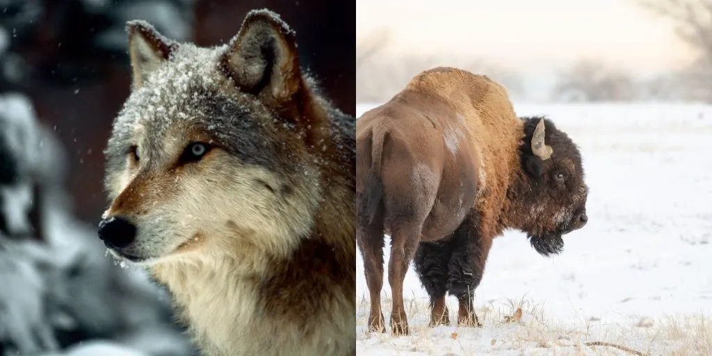 wolf and bison