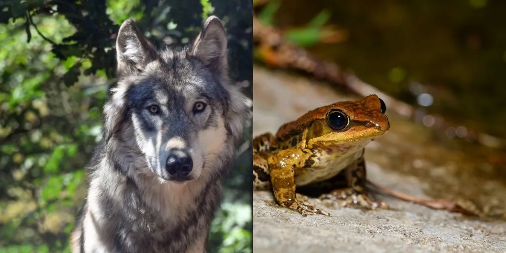 wolf and frog