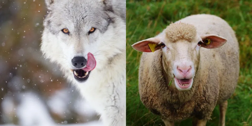 wolf and sheep