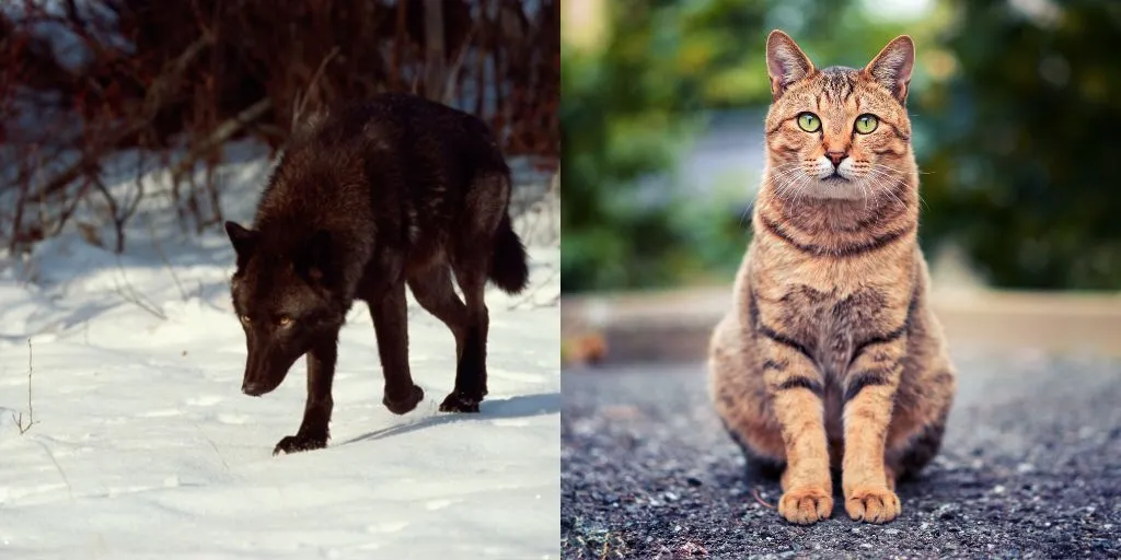wolf vs cat